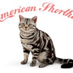 Immagine prodotto successivo